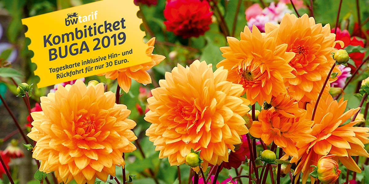 bundesgartenschau_2019_blumen_orange