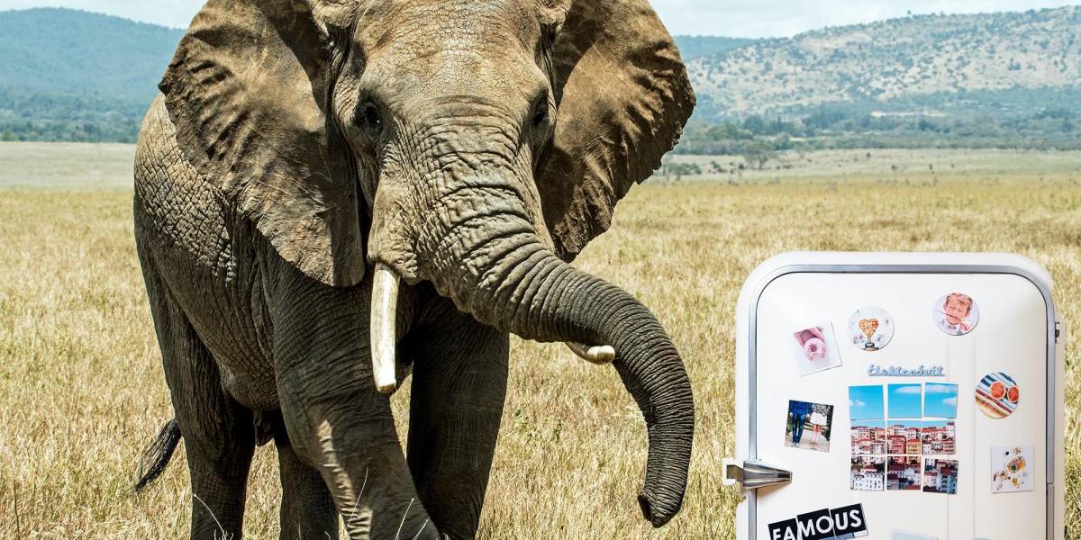 elefant_in_kuehlschrank