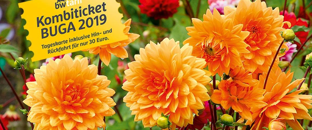bundesgartenschau_2019_blumen_orange