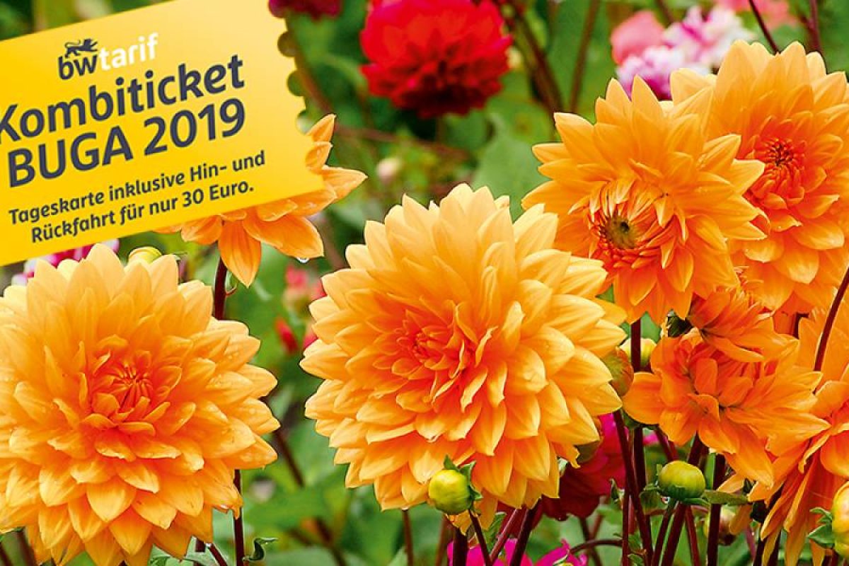 bundesgartenschau_2019_blumen_orange