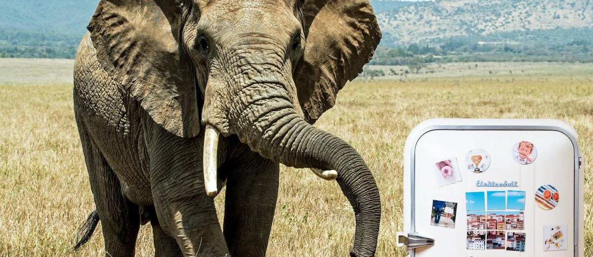 elefant_in_kuehlschrank