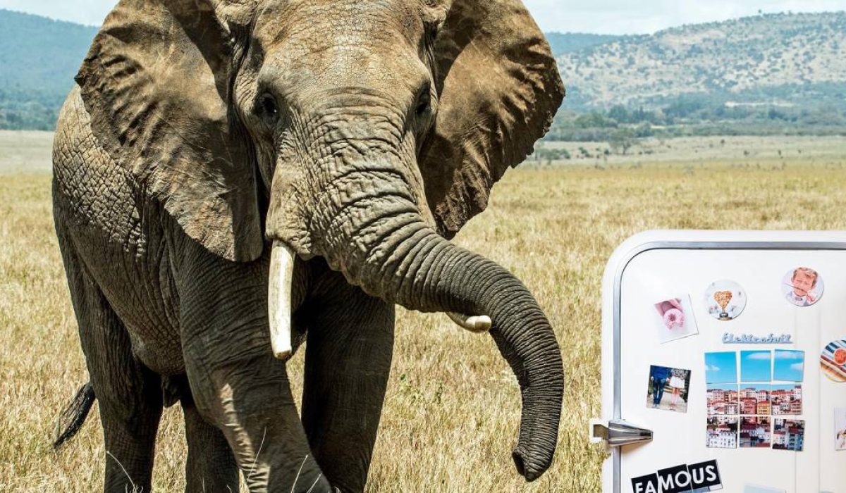 elefant_in_kuehlschrank